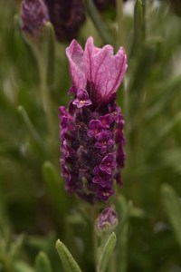 lavandula bandera deep rose